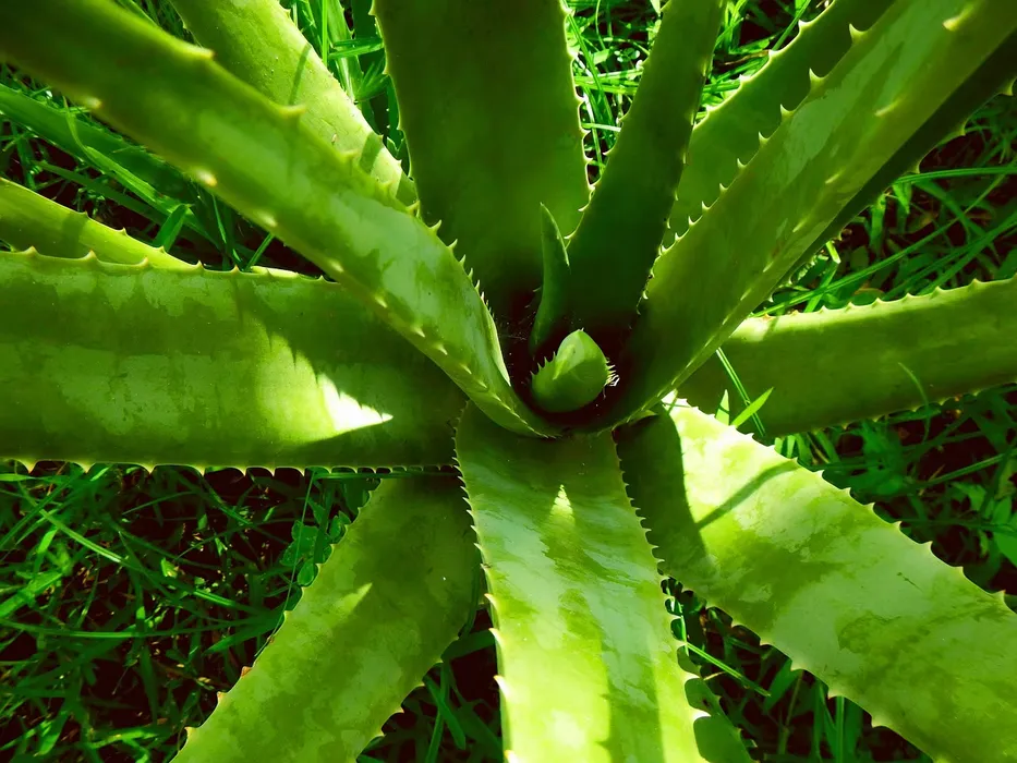 Cover for Aloe vera: care, watering and benefits